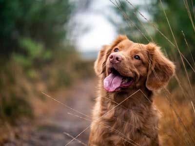 A dog gazing at the sky and at a promising future. Or a nearby squirrel.