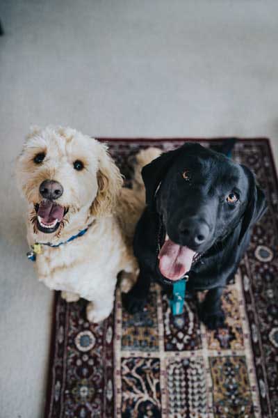 Two curious dogs looking above with great expectations