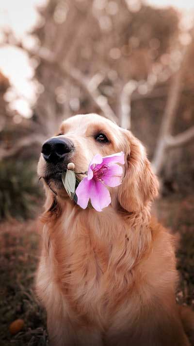 A daring dog carrying a flower between its romantic fangs