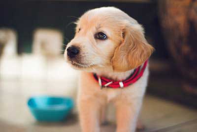 A cuddly young pup with a sassy red collar