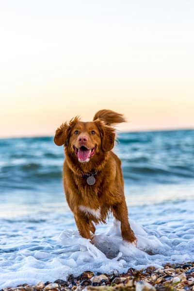 An extremely active dog jumping between the ocean's waves