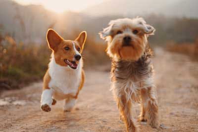 Two dogs cheerfully hopping along a beaten path. At least one of them is.