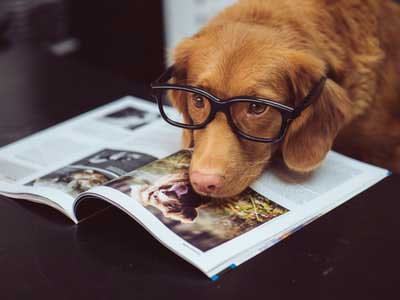 A dog diligently sitting and waiting for someone special, with a welcoming flower