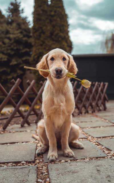 A carefree dog licking its nose in a rather blurry picture